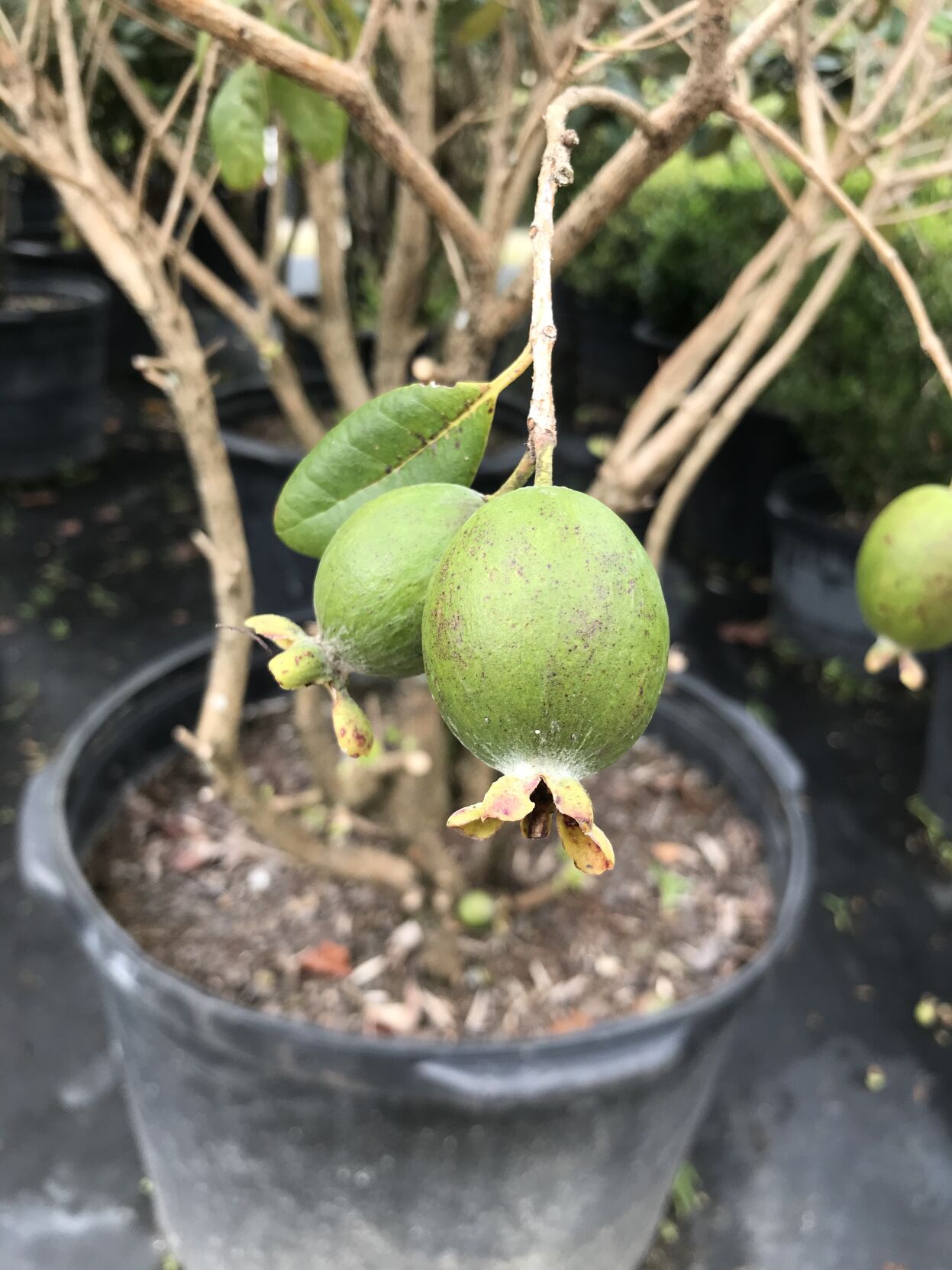 Pineapple guava fruit